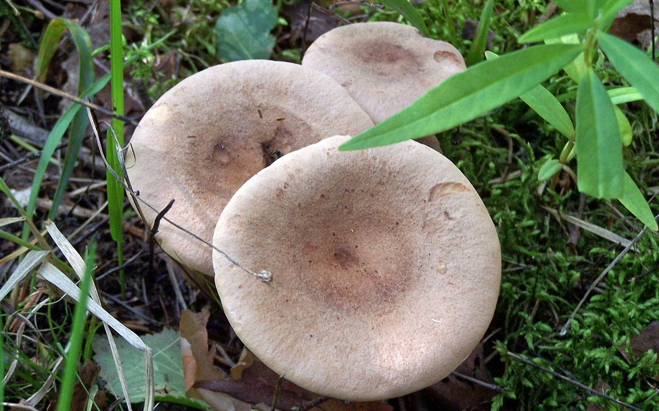 Млечник серо-розовый - описание, где растет, ядовитость гриба