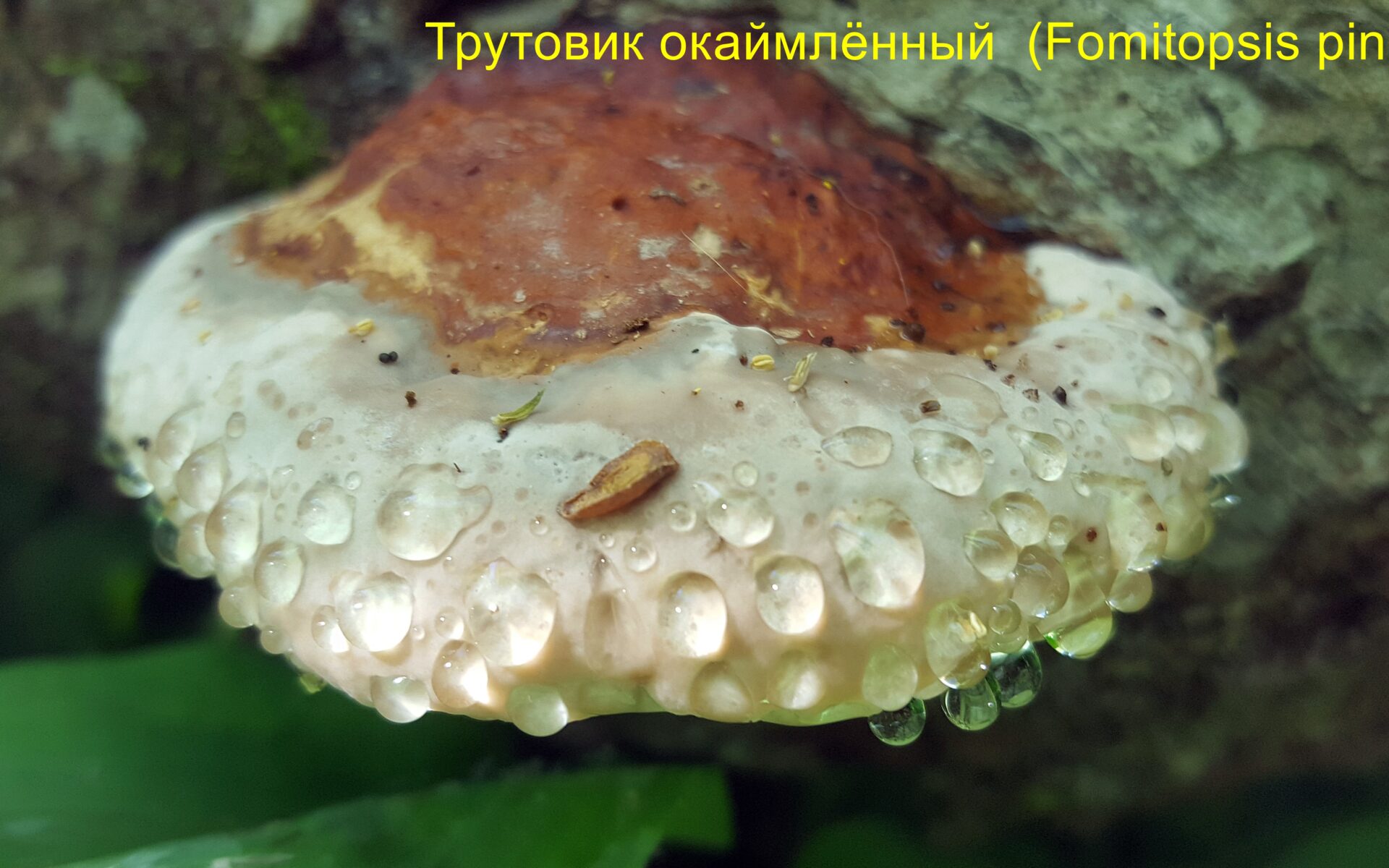 Особенности видового состава и биология грибов-деструкторов некоторых районов нижегородской области
