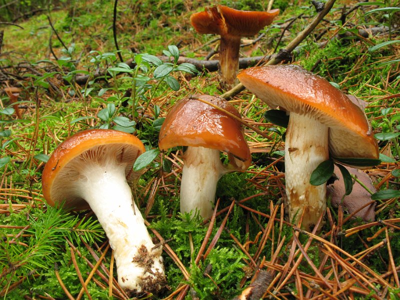 Грибы со. Cortinarius mucosus. Паутинник слизистый Cortinarius mucosus. Слизистые грибы съедобные. Паутинник слизистый фото.