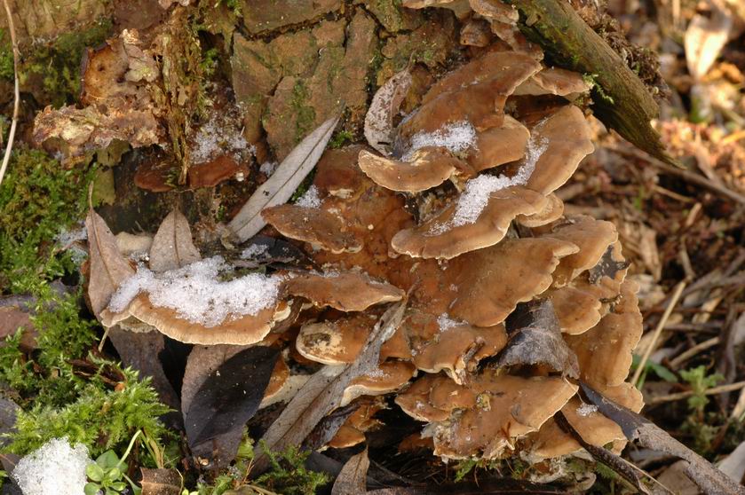 Бьеркандера опаленная (bjerkandera adusta) – описание, где растет, фото гриба