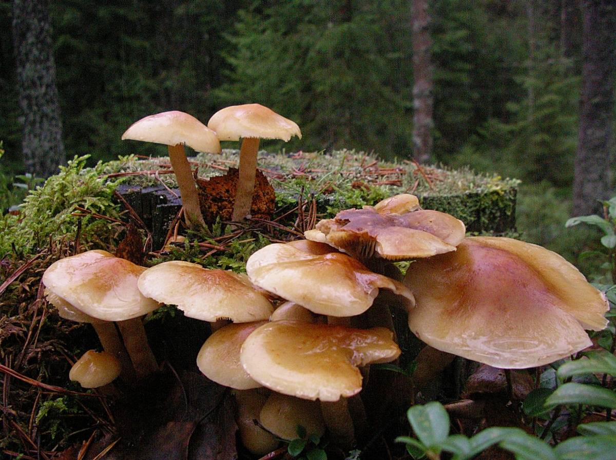 Cыроежка розовая (russula rosea): фото, описание и как готовить гриб