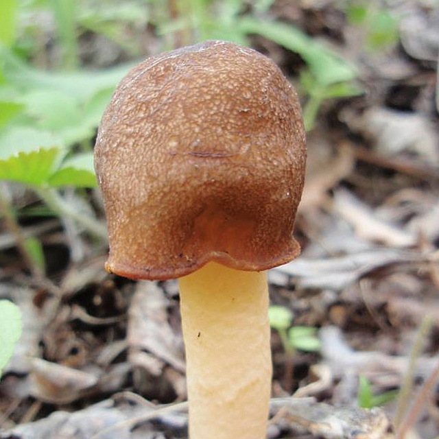 Грибы сморчки — фото, рецепты и где растут, как выглядит гриб в лесу