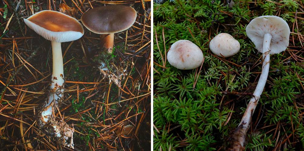 Описание грибов с морщинистыми шляпками