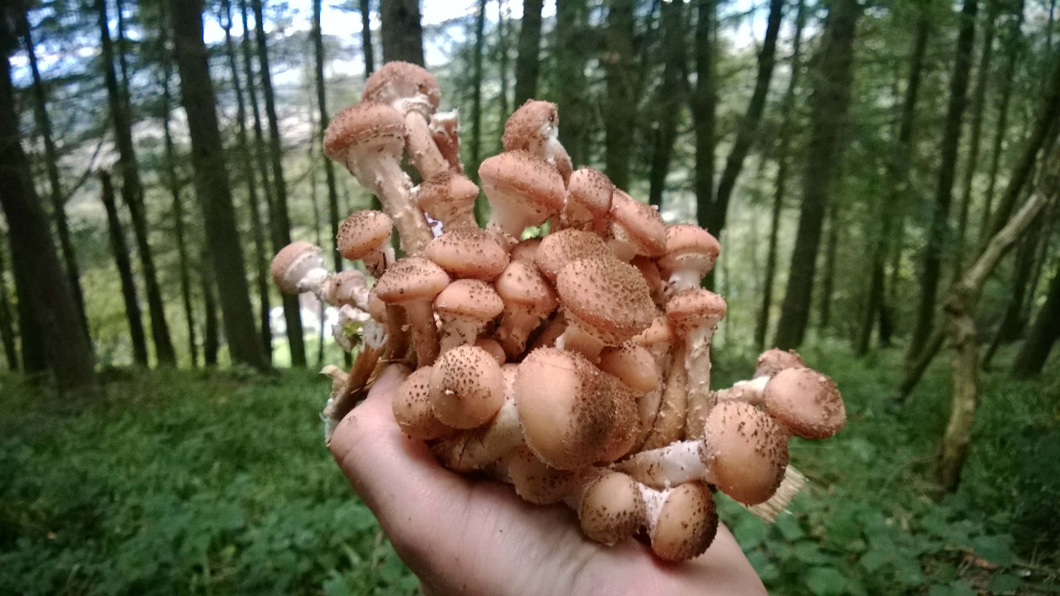 Время и условия роста грибов опят в лесу