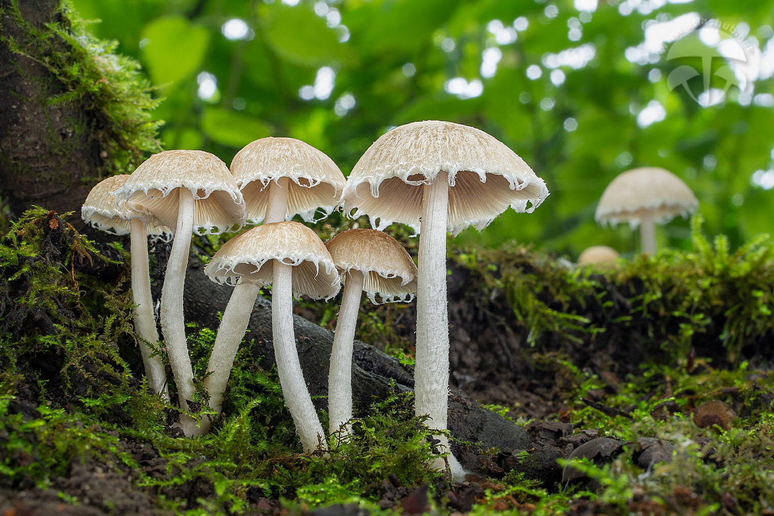 Как вырастить panaeolus jamaica (2016) просто повторите и будут грибы используйте как мануал для любых панелоусов - faq руководства и пособия по культивации.грибов,сборке парников,инкубаторов,главбокс