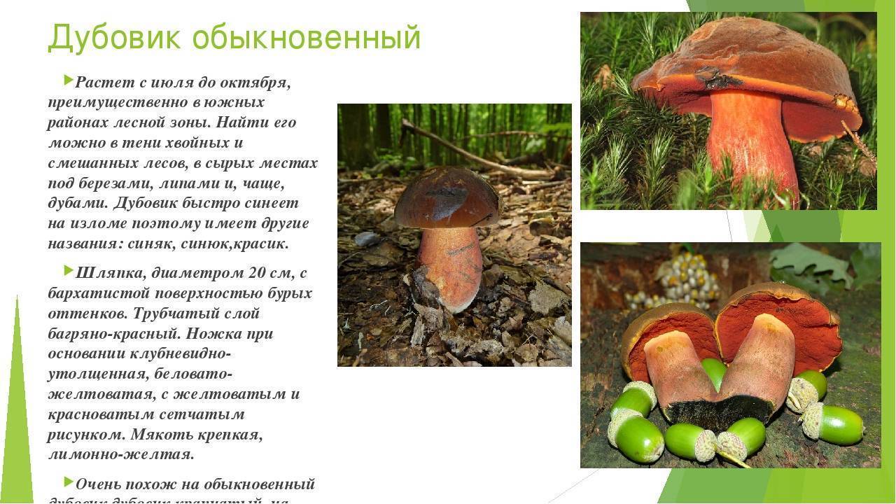 Гриб дубовик обыкновенный: как выглядит и рецепты приготовления - грибы собираем