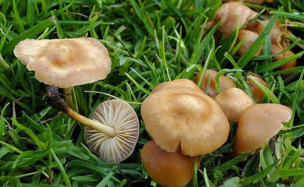 Луговые опята: фото и свойства грибов, когда появляются, когда собирать негниючники луговые (луговики)