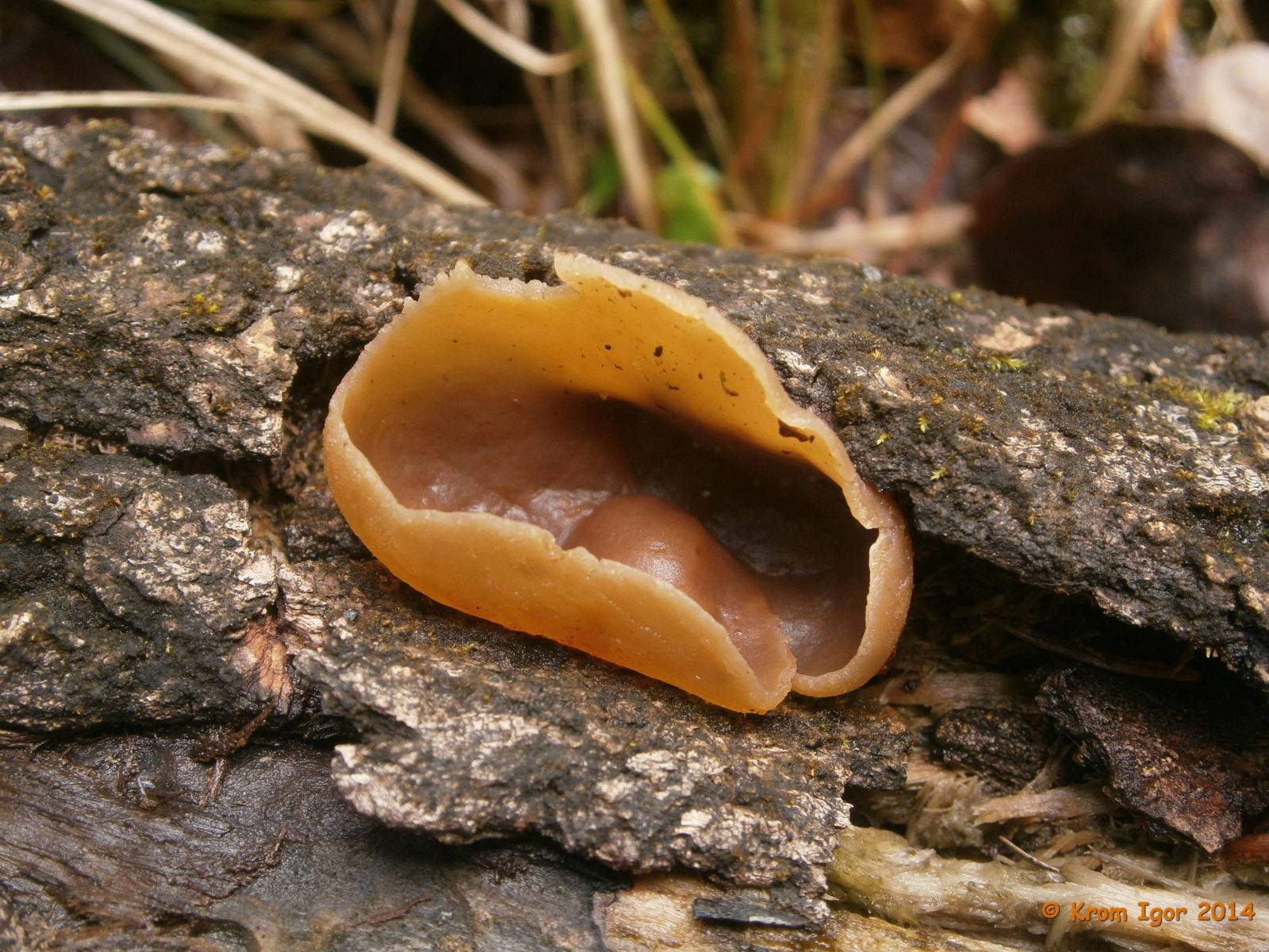 Пецица изменчивая – гриб необычной формы — викигриб