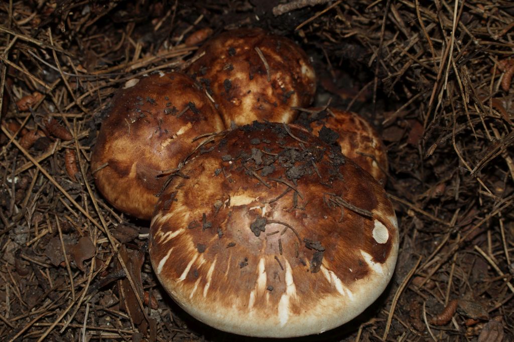Мацутакэ - описание, где растет, ядовитость гриба