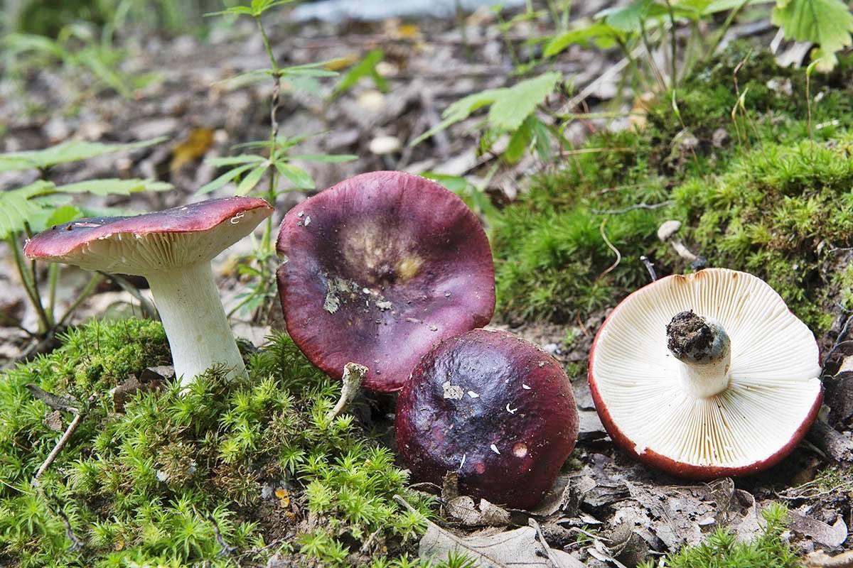 Сыроежки: виды грибов и фото
