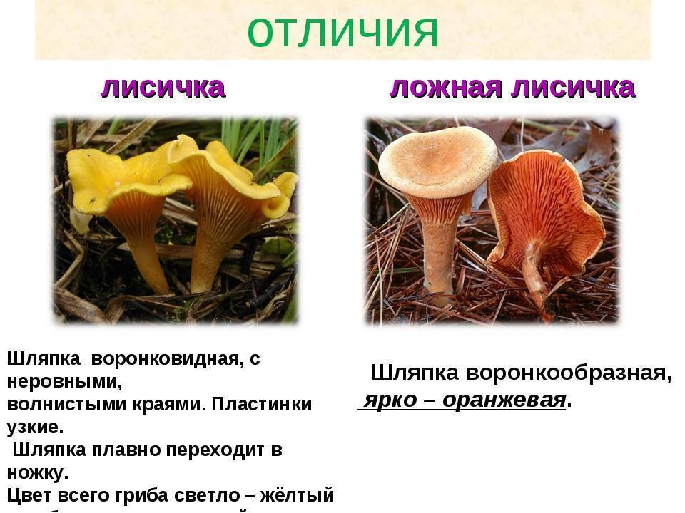 Как выглядит гриб лисичка, на что похожи по цвету, в каких лесах растут: описание, фото