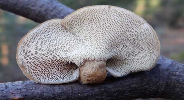 Пилолистник тигровый (lentinus tigrinus) – грибы сибири