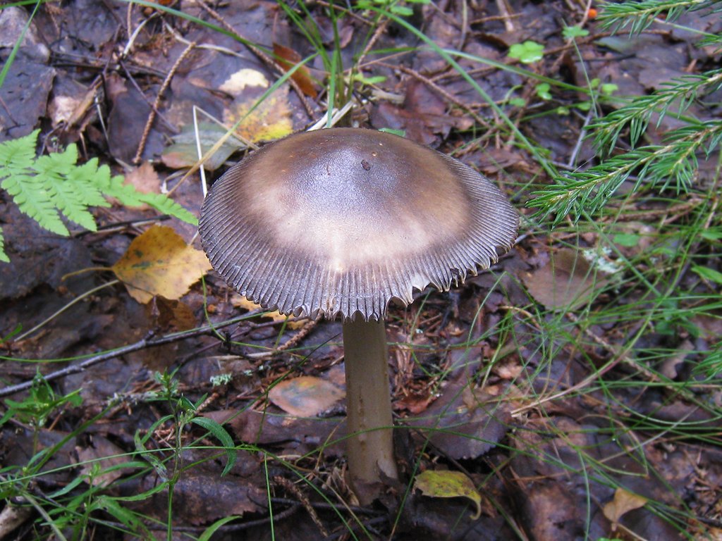 Описание внешнего вида и вкусовых качеств грибов толкачиков