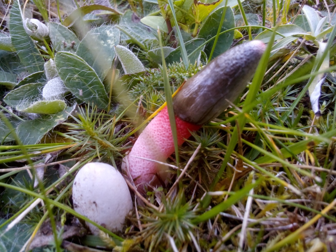 Необычный и очень полезный гриб весёлка: описание, много фото. где растет в россии, как собирать и применять
