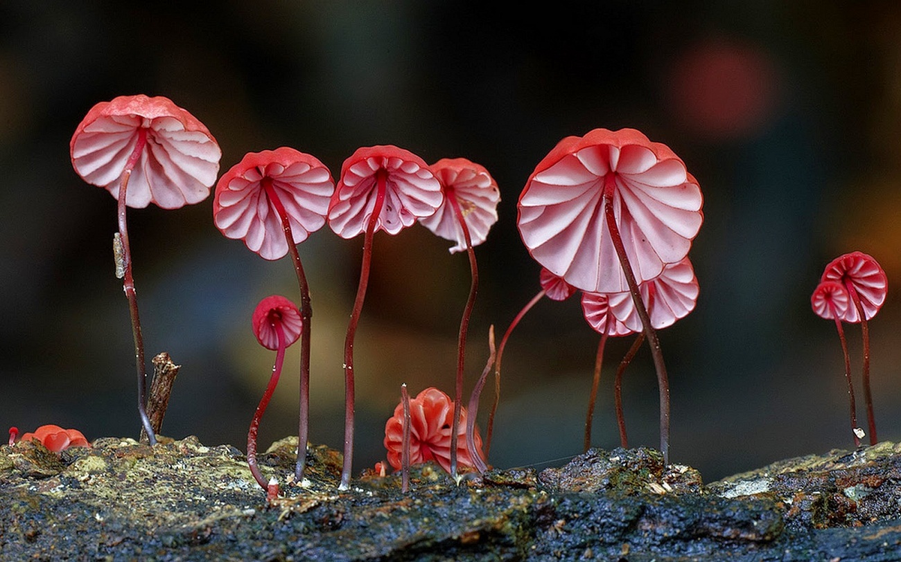 Удивительные факты о грибах