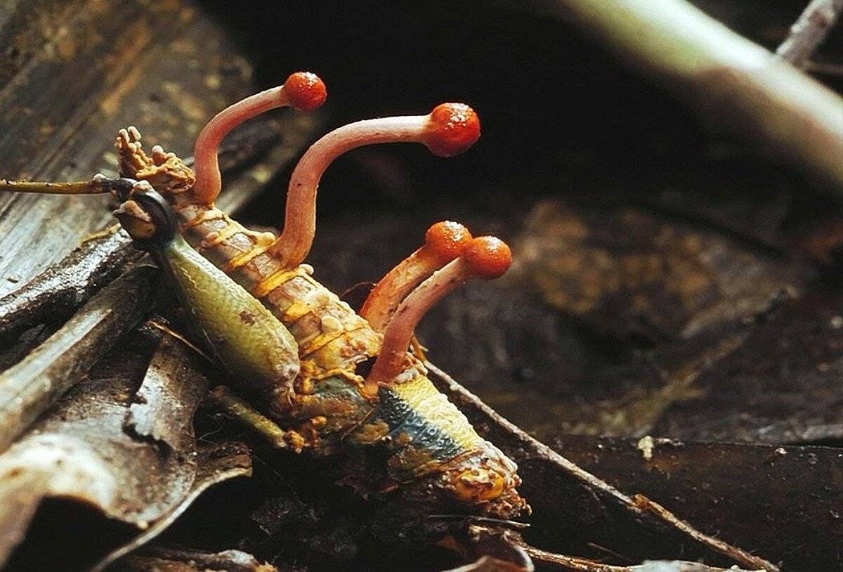 Как грибы-паразиты превращают муравьев в зомби? гриб-манипулятор строит внутри муравья-зомби трехмерную сеть