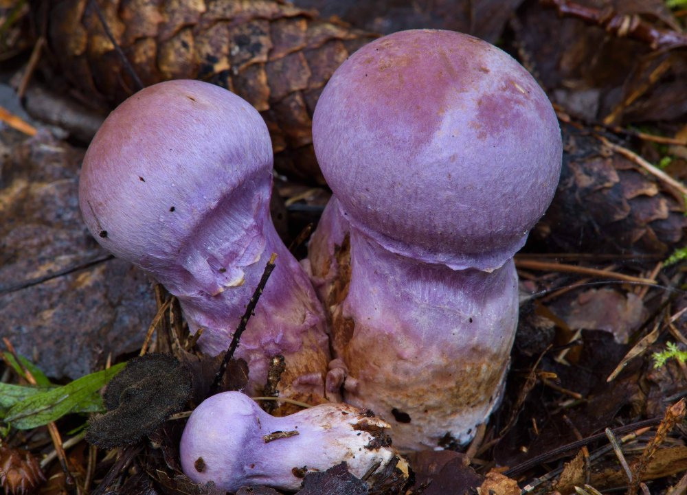 Паутинник слизевой — описание гриба, где растет, похожие виды, фото