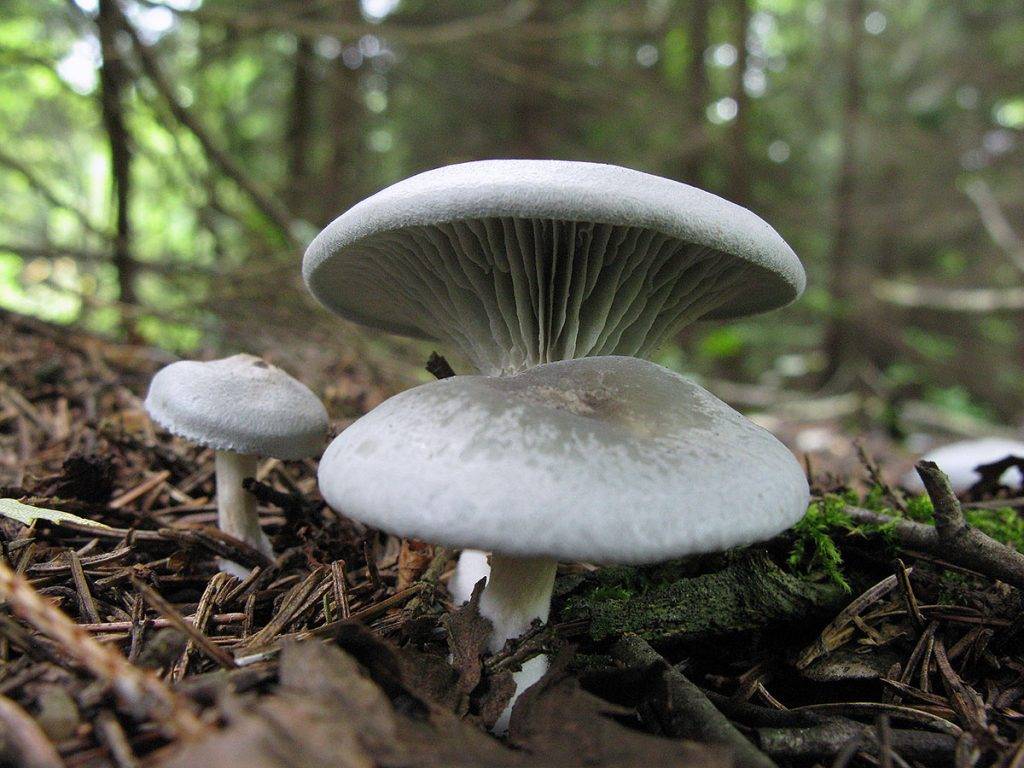 Говорушки: описание съедобных и несъедобных грибов. говорушка анисовая (clitocybe odora) говорушка душистая гриб
