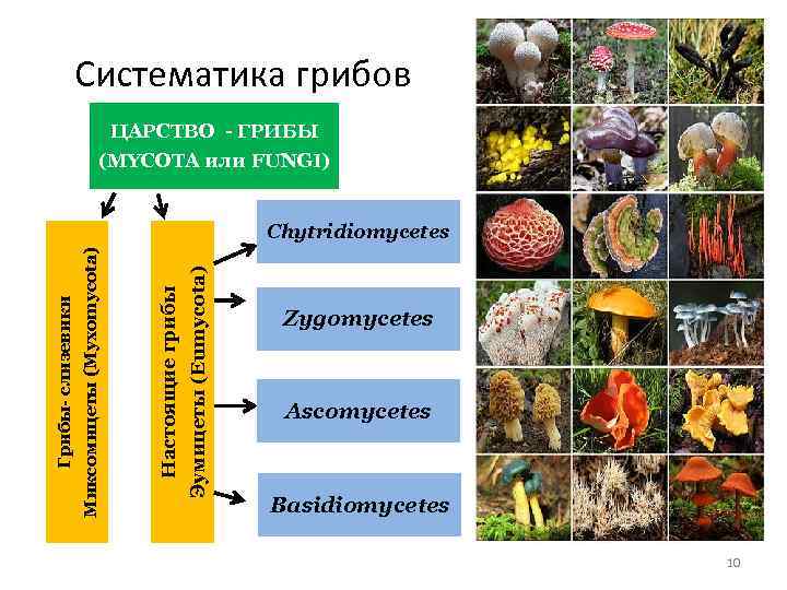 Оомицеты | справочник пестициды.ru
