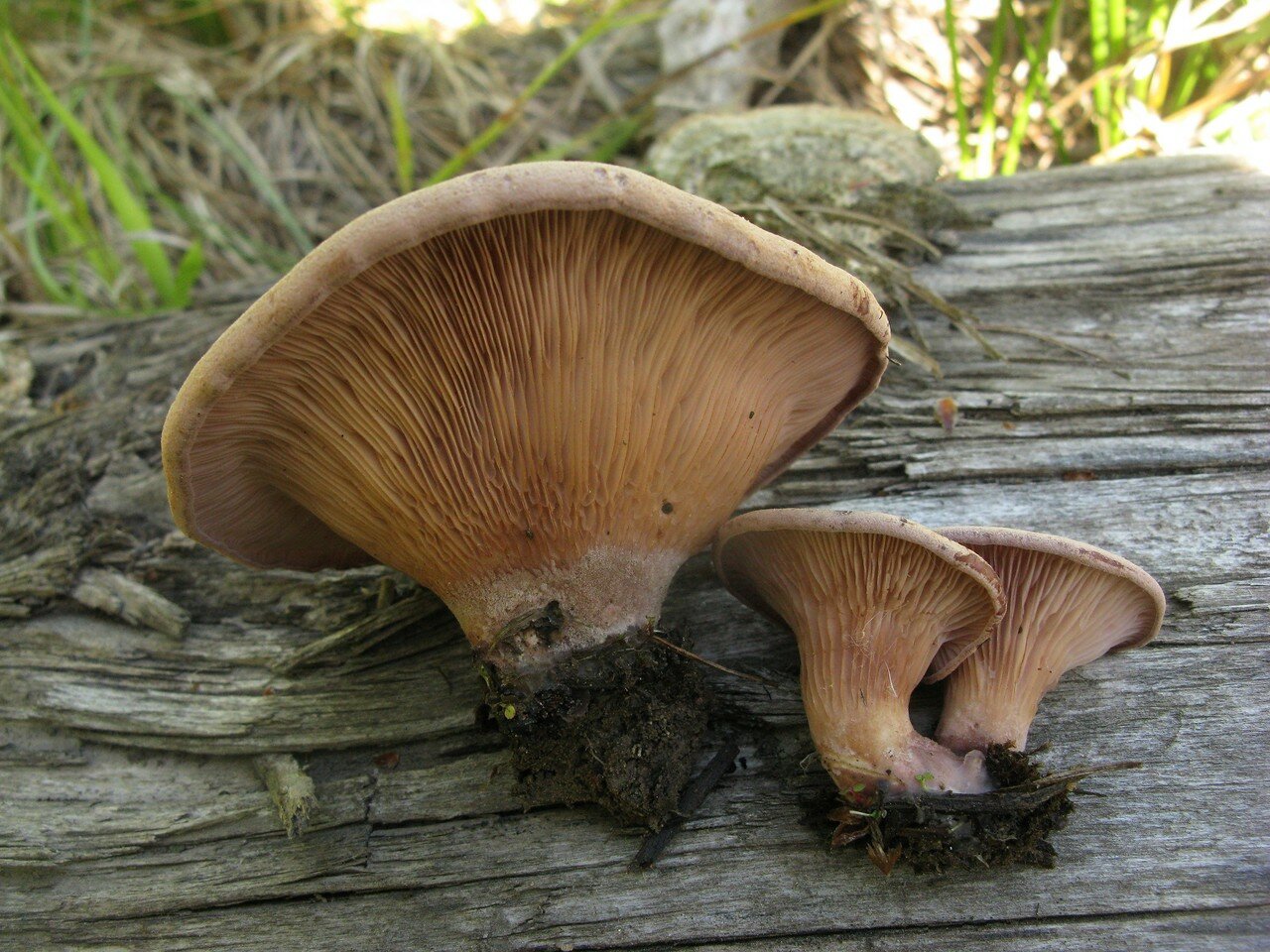 Мутинус собачий (mutinus caninus): фото, описание, лечебные свойства и использование в медицине гриба из красной книги