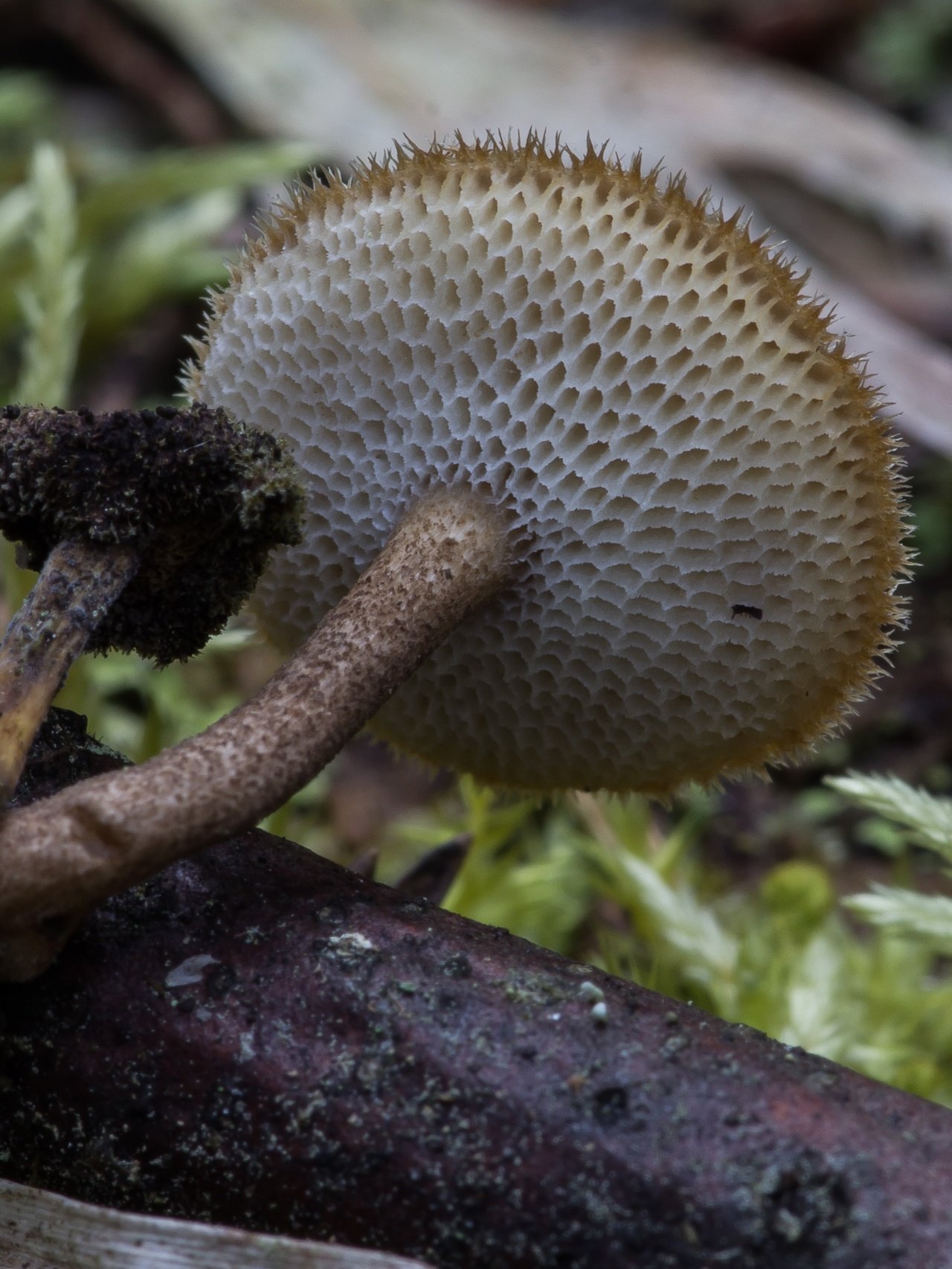 Трутовик ямчатый (полипорус ямчатый, lentinus arcularius): как выглядит, где и как растет, съедобный или нет