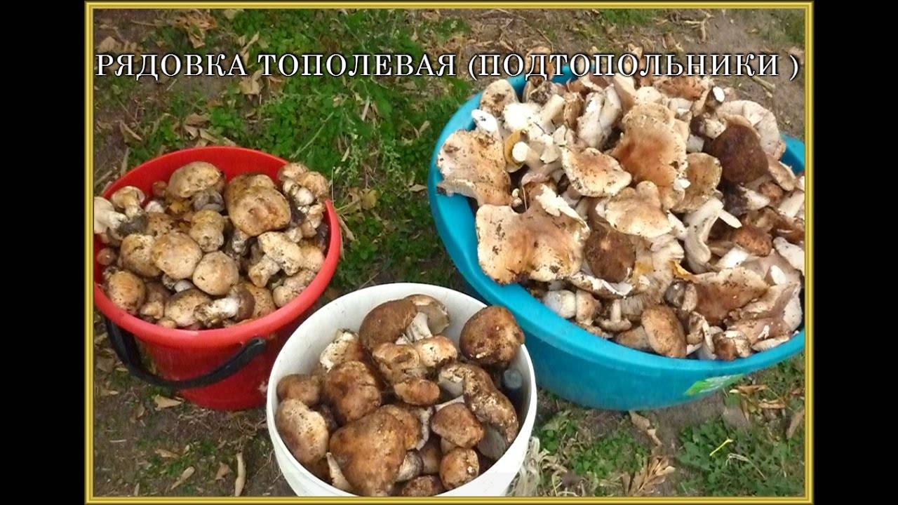 Подскажите пожалуйста как приготовить грибы подтопольники (15 кг) - домашнее консервирование и заготовки - страна мам
