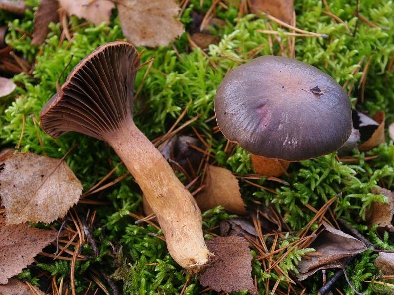 Мокруха розовая (gomphidius roseus) – грибы сибири