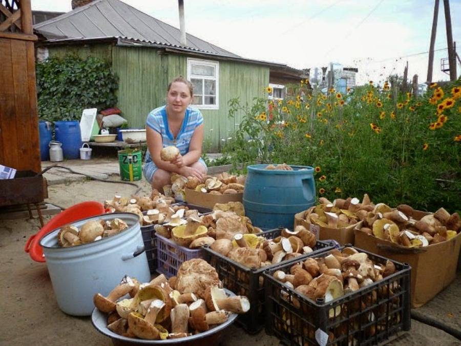 Советы дачнику: как вырастить грибы на садовом участке