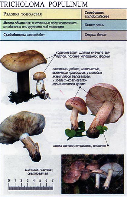 Что вы знаете о сиреневом грибе — рядовка фиолетовая?