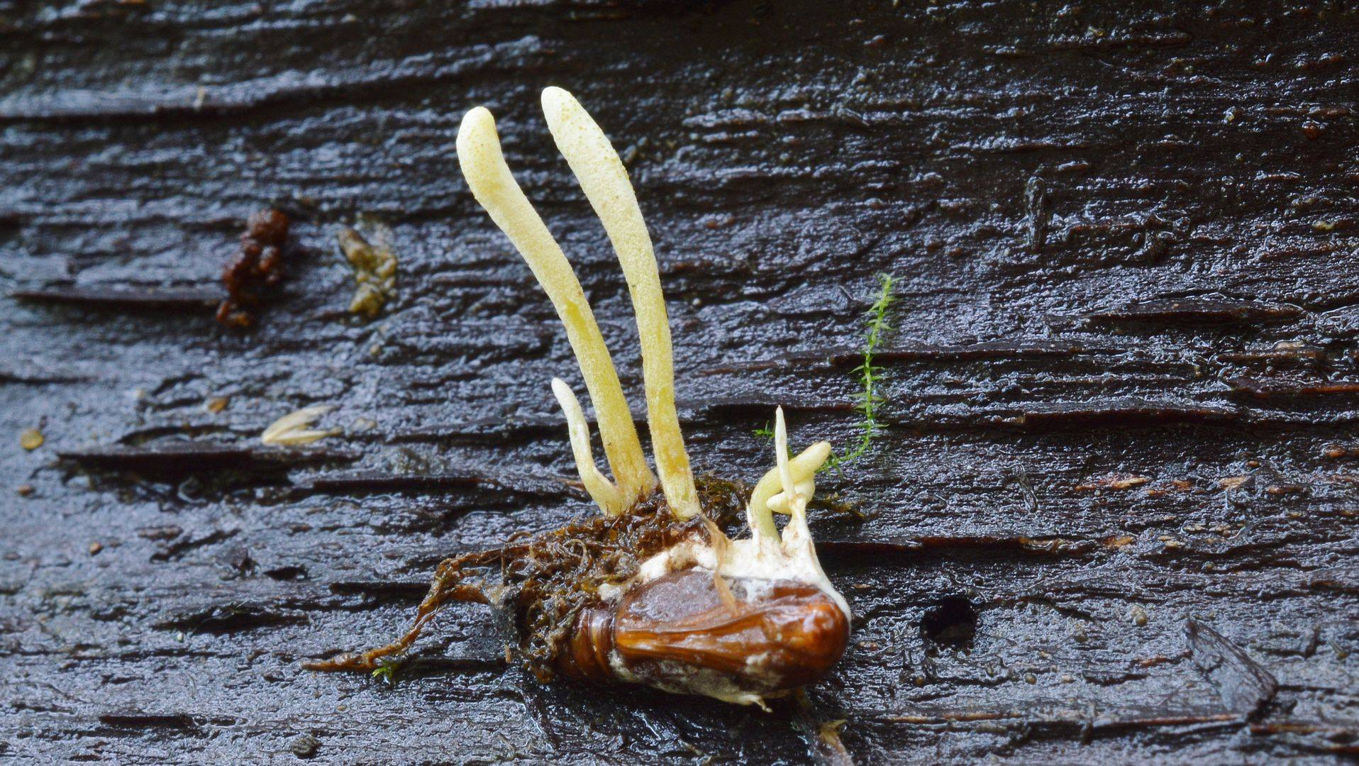 Кордицепс однобокий – гриб, зомбирующий муравьев — викигриб