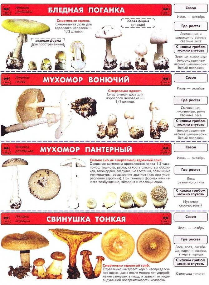 Топ 10 самые ядовитые грибы в мире
