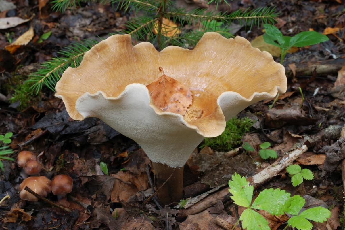 Трутовики (грибы). описание, фото и виды