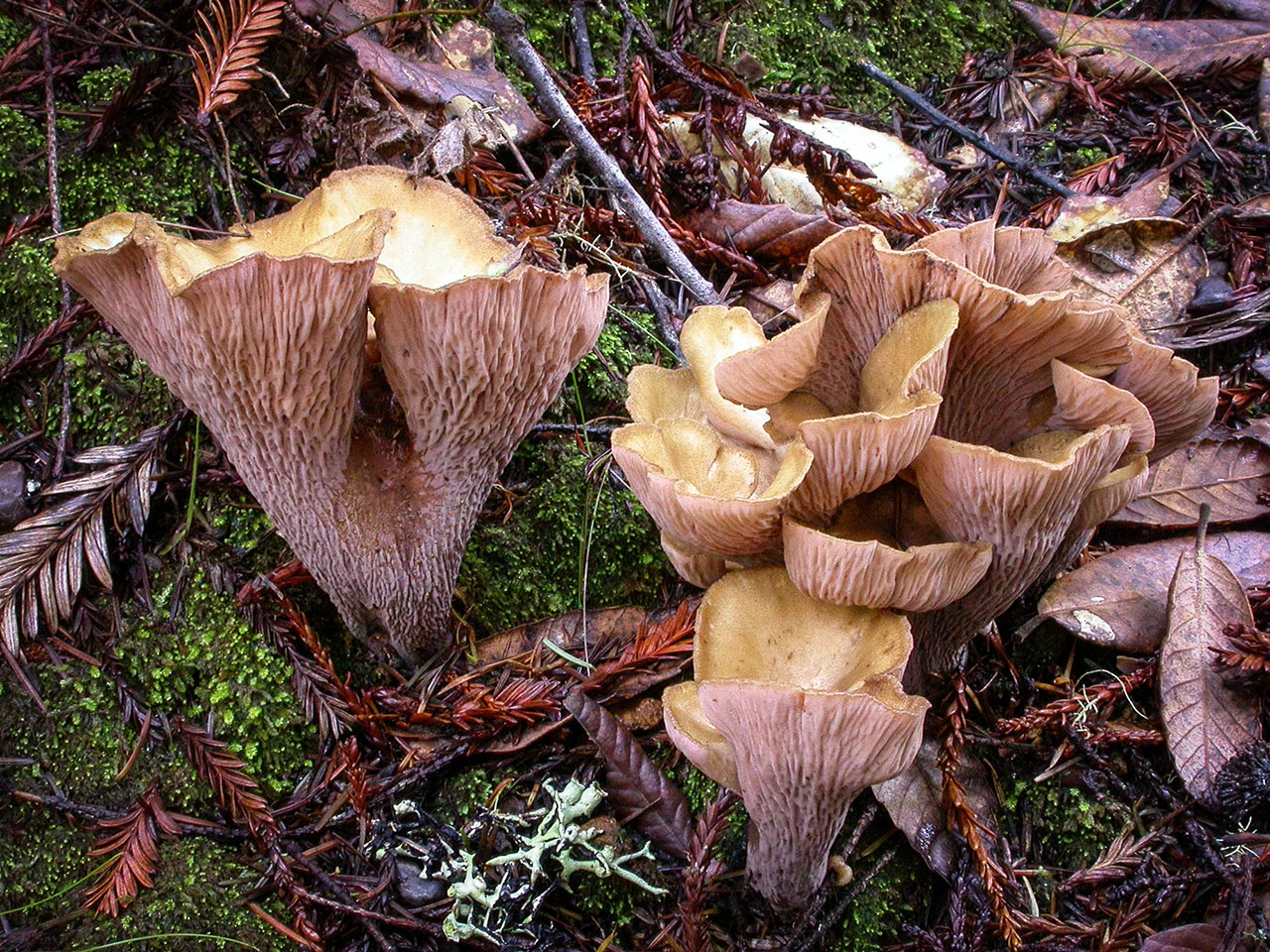 Какие бывают лисички и с чем не перепутать эти грибы? описание и фото — ботаничка