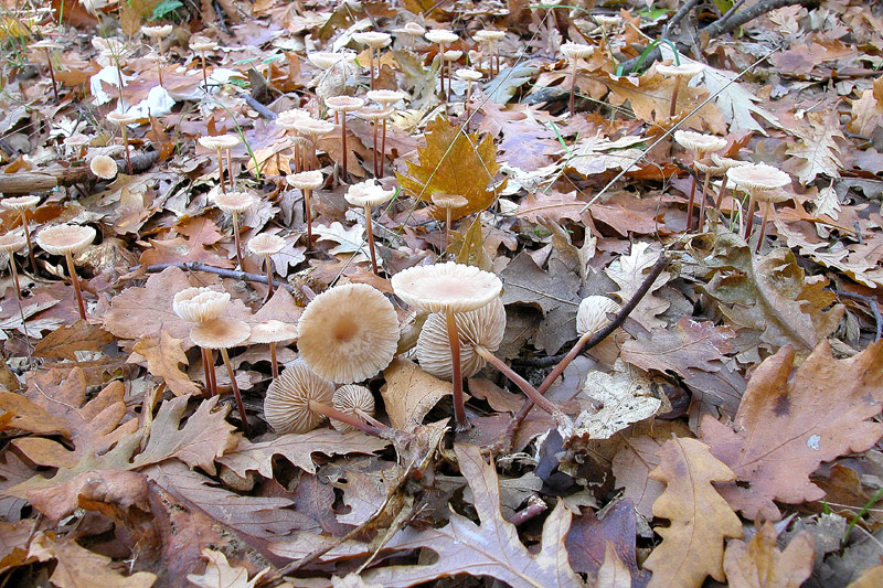 Опенок луговой (негниючник): деликатесные грибы - 5 признаков