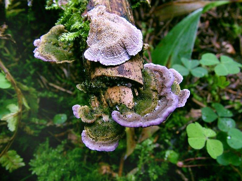 Cедум ложный малиновый, или очиток «пурпурный ковер»: описание, инструкция по выращиванию из семян и другими способами, рекомендации по уходу