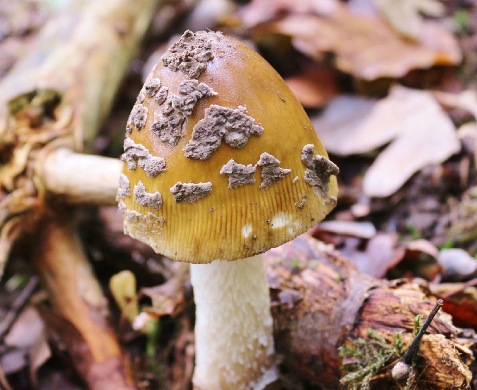 Мухомор виттадини (amanita vittadinii): фото и описание гриба