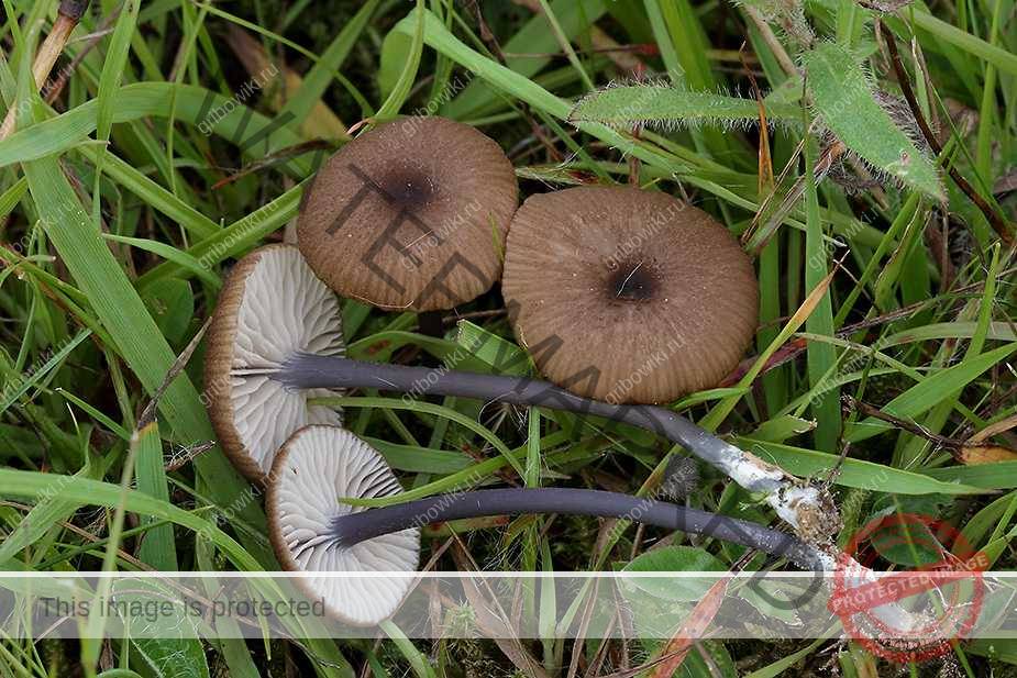 Гриб плютей: свойства, отличия от сходных видов - грибы собираем