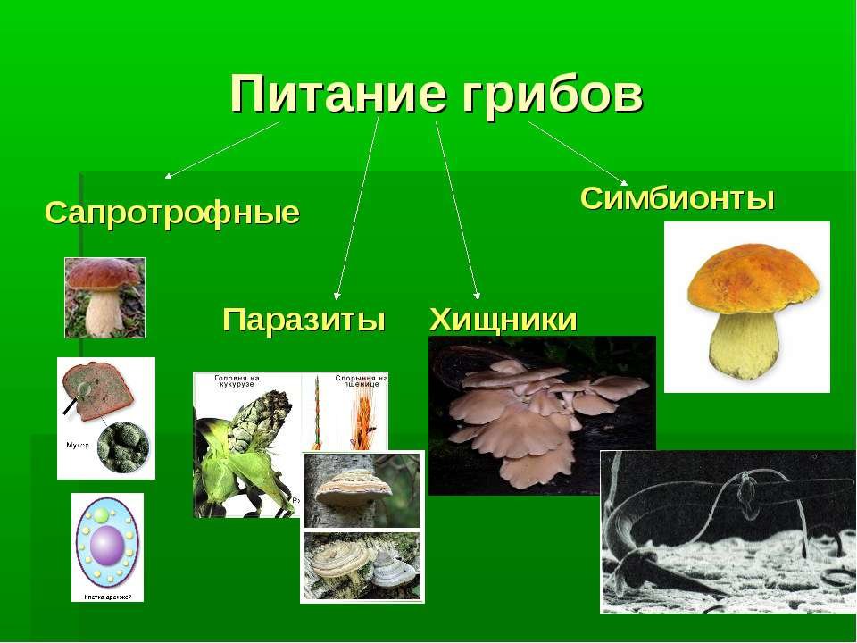 Шляпочные грибы - виды, особенности строения и жизнедеятельности