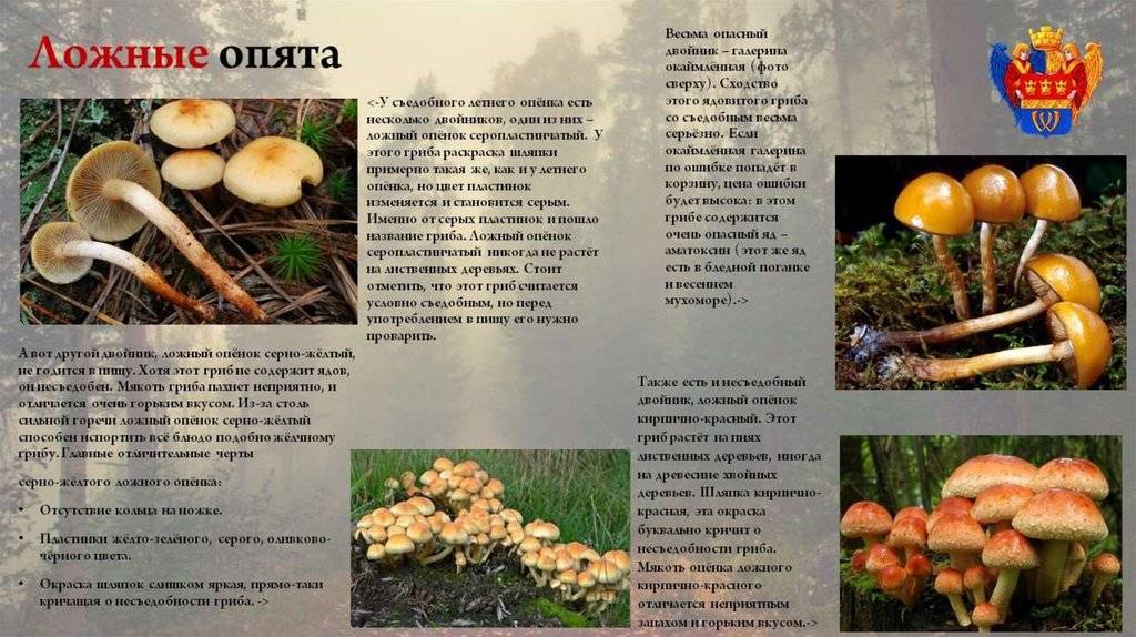 Виды ложных опят: фото, описание, отличие от съедобных грибов