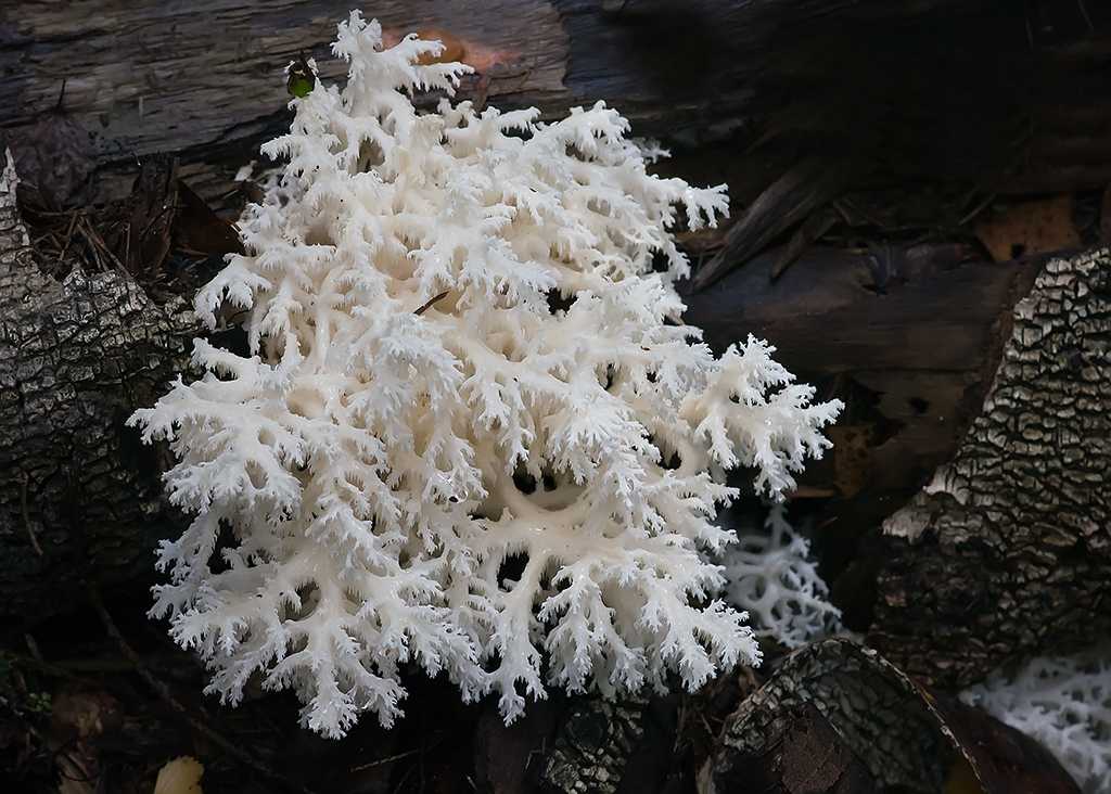 Ежовик коралловидный - фото и описание гриба, где растет и как выглядит