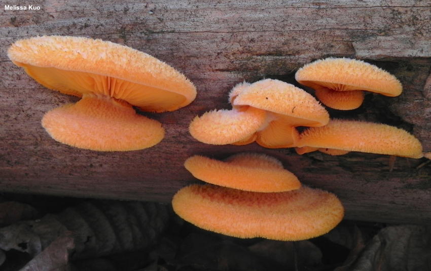 Какие ядовитые грибы похожи на вешенки: фото, как отличить вешенки от ядовитых грибов