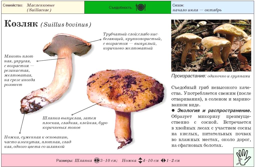Перечный гриб, как приготовить. описание перечного гриба | здоровье человека