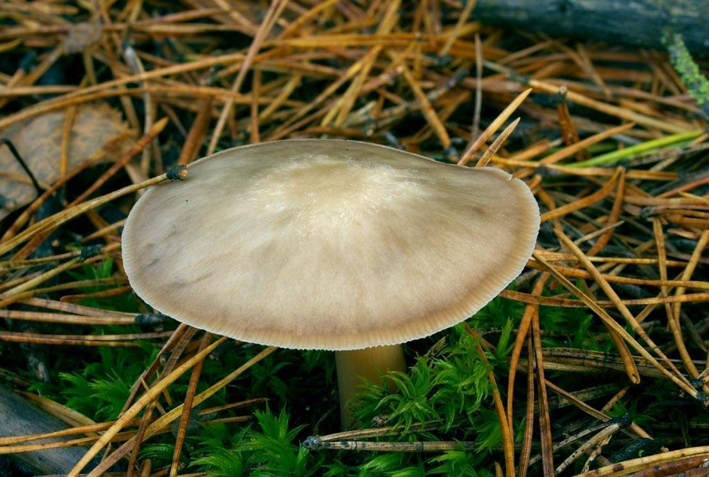 Гимнопус скороспелый (gymnopus ocior) – грибы сибири