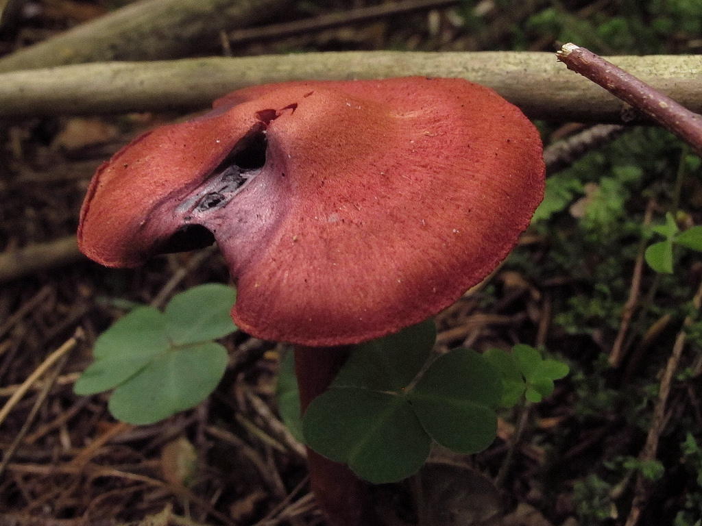 Паутинник горный (плюшевый, оранжево-красный, cortinarius orellanus): как выглядит, где и как растет, съедобный или ядовитый