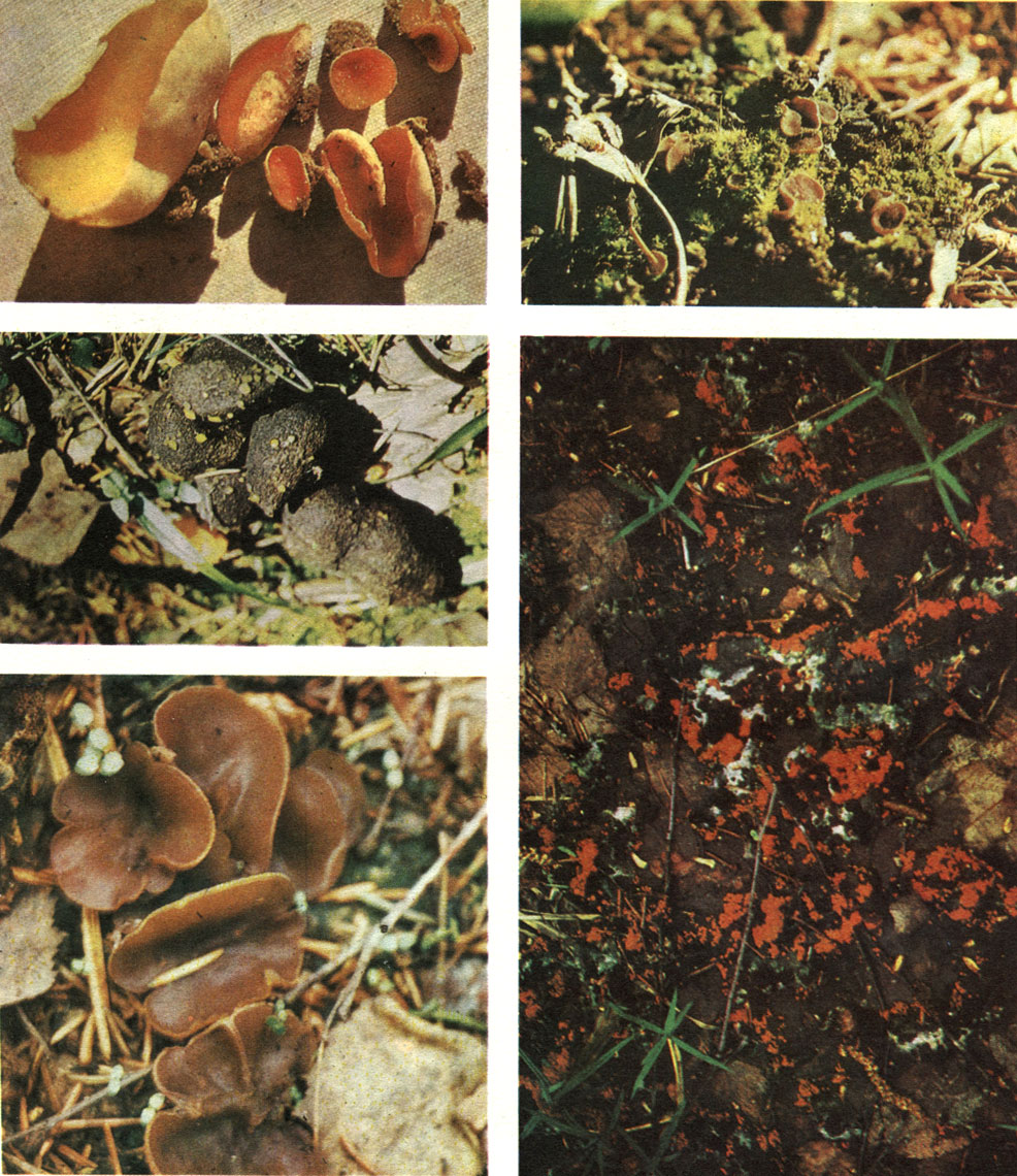 Пецица изменчивая (peziza varia): фото и описание гриба