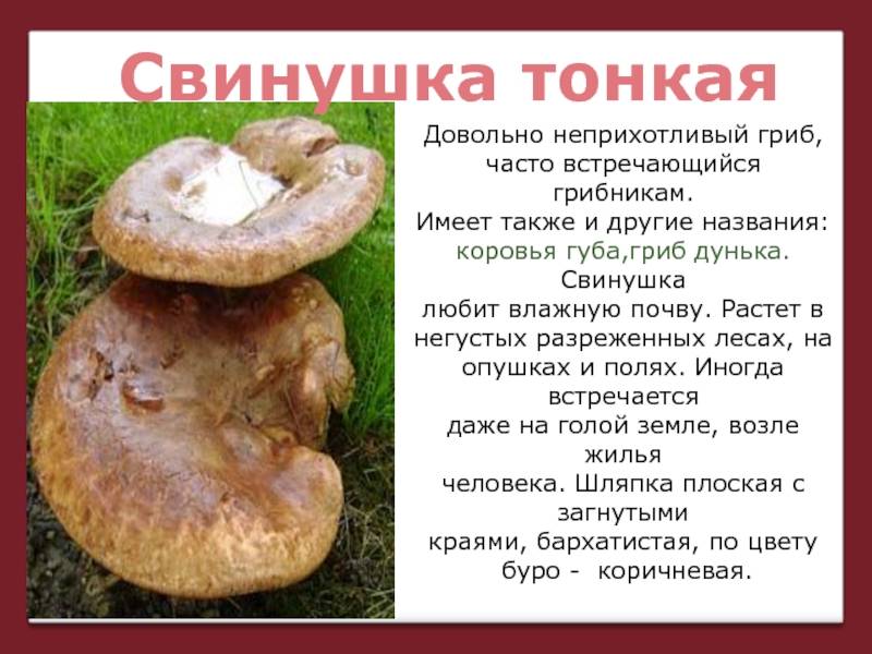 Свинушка тонкая, гриб коровник, кобылка или коровяк: фото, описание и как готовить