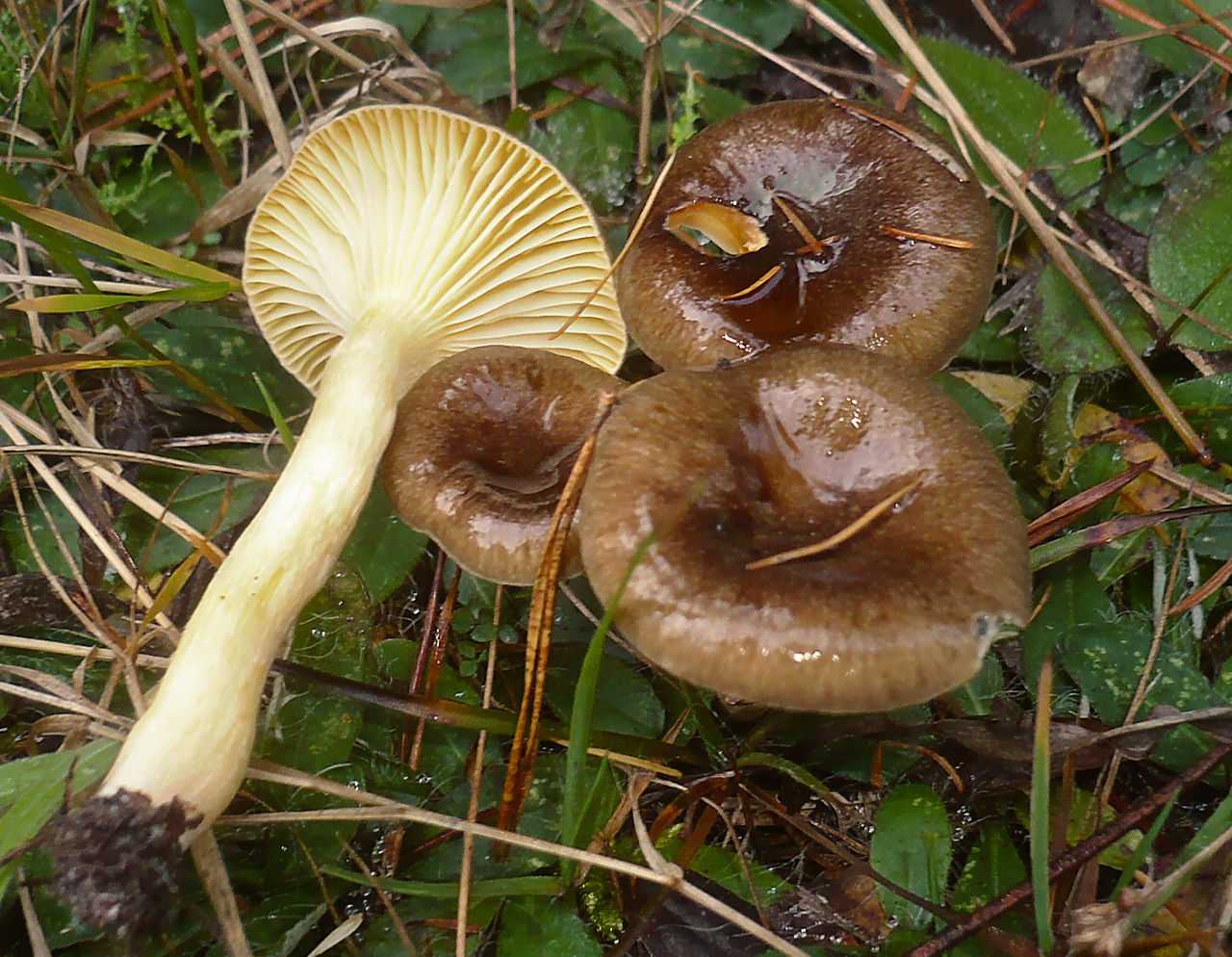 Съедобные грибы ленинградской области – фото и название