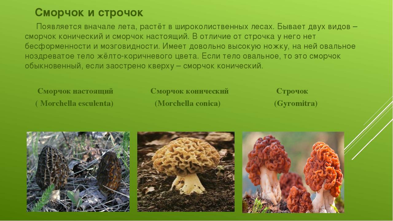 Шапочка сморчковая - описание, где растет, ядовитость гриба