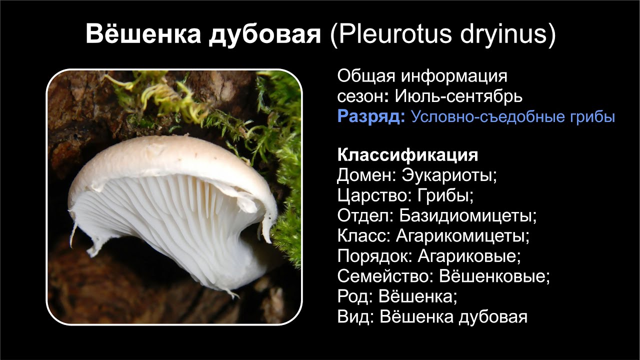 Как выглядят грибы (виды) вешенки: топ 8 съедобных и редких