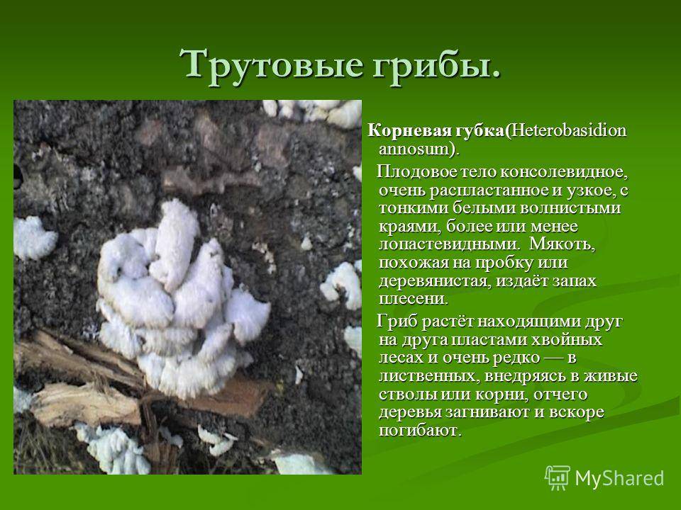 Гетеробазидион многолетний (heterobasidion annosum) – грибы сибири